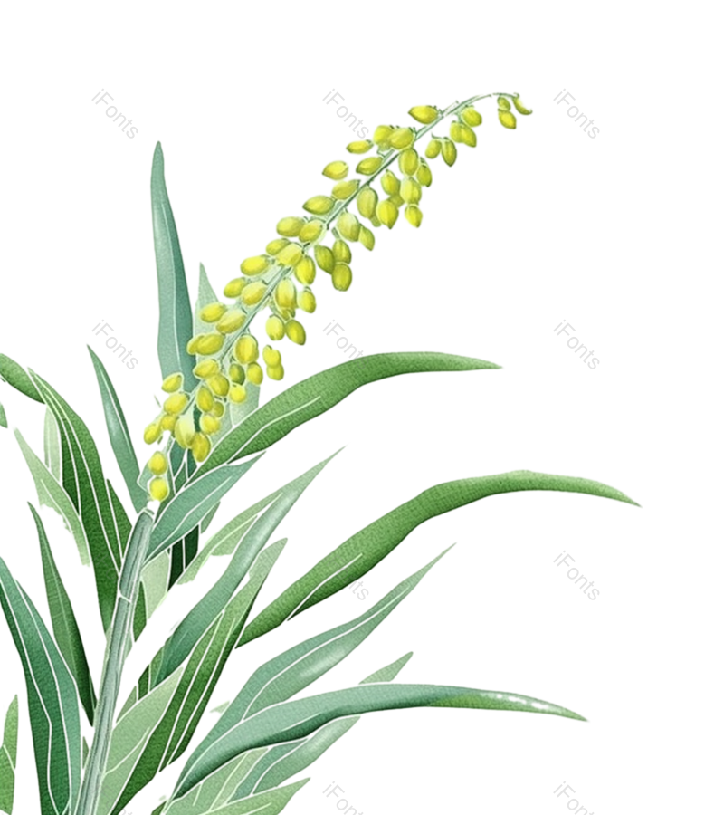 芒种图片,麦子元素,麦穗PNG,小麦免抠素材